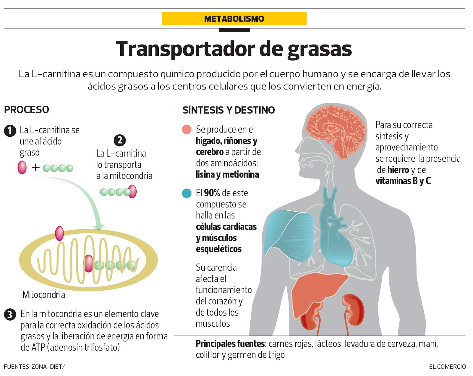 L Carnitina, quemadores de grasas