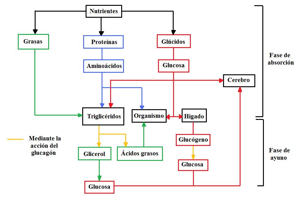 termogénesis de los alimentos