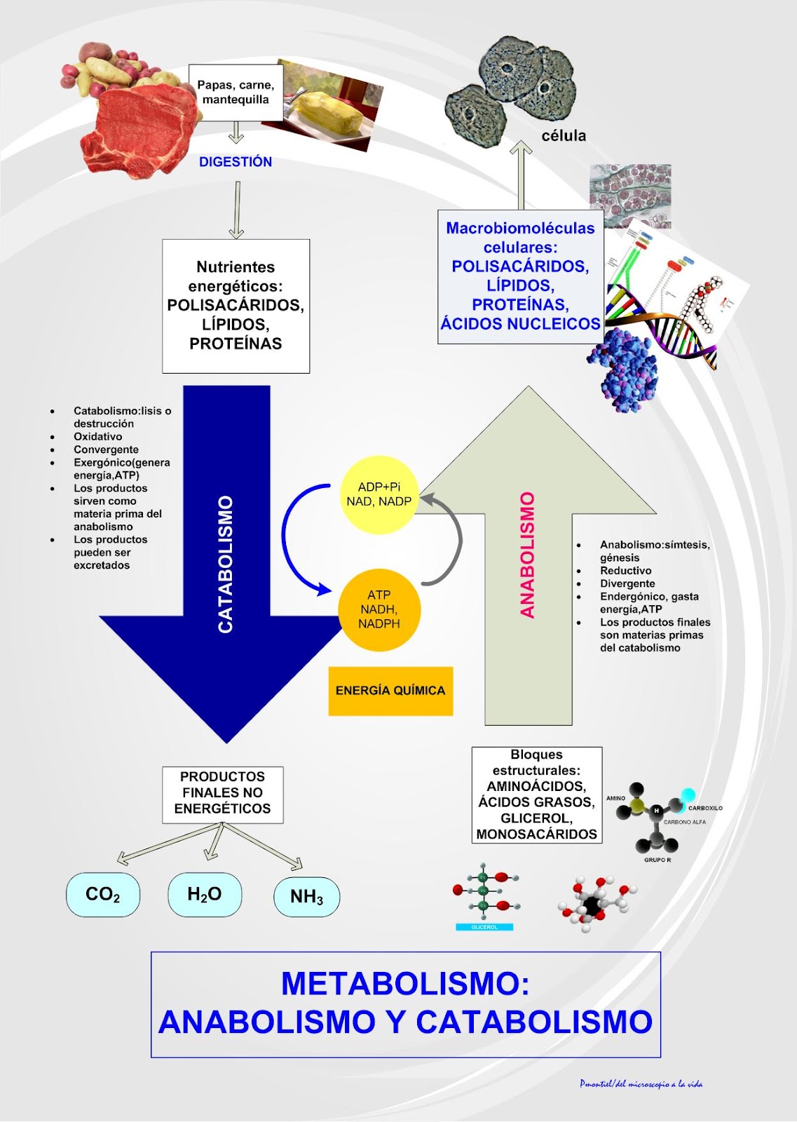 Catabolismo y anabolismo muscular