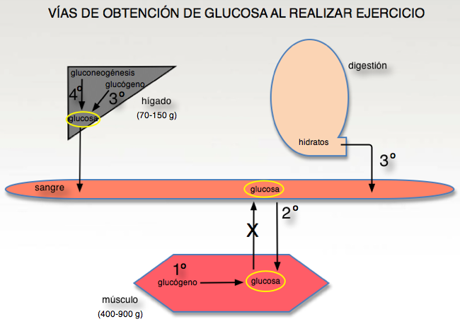 glucógeno muscular y ejercicio